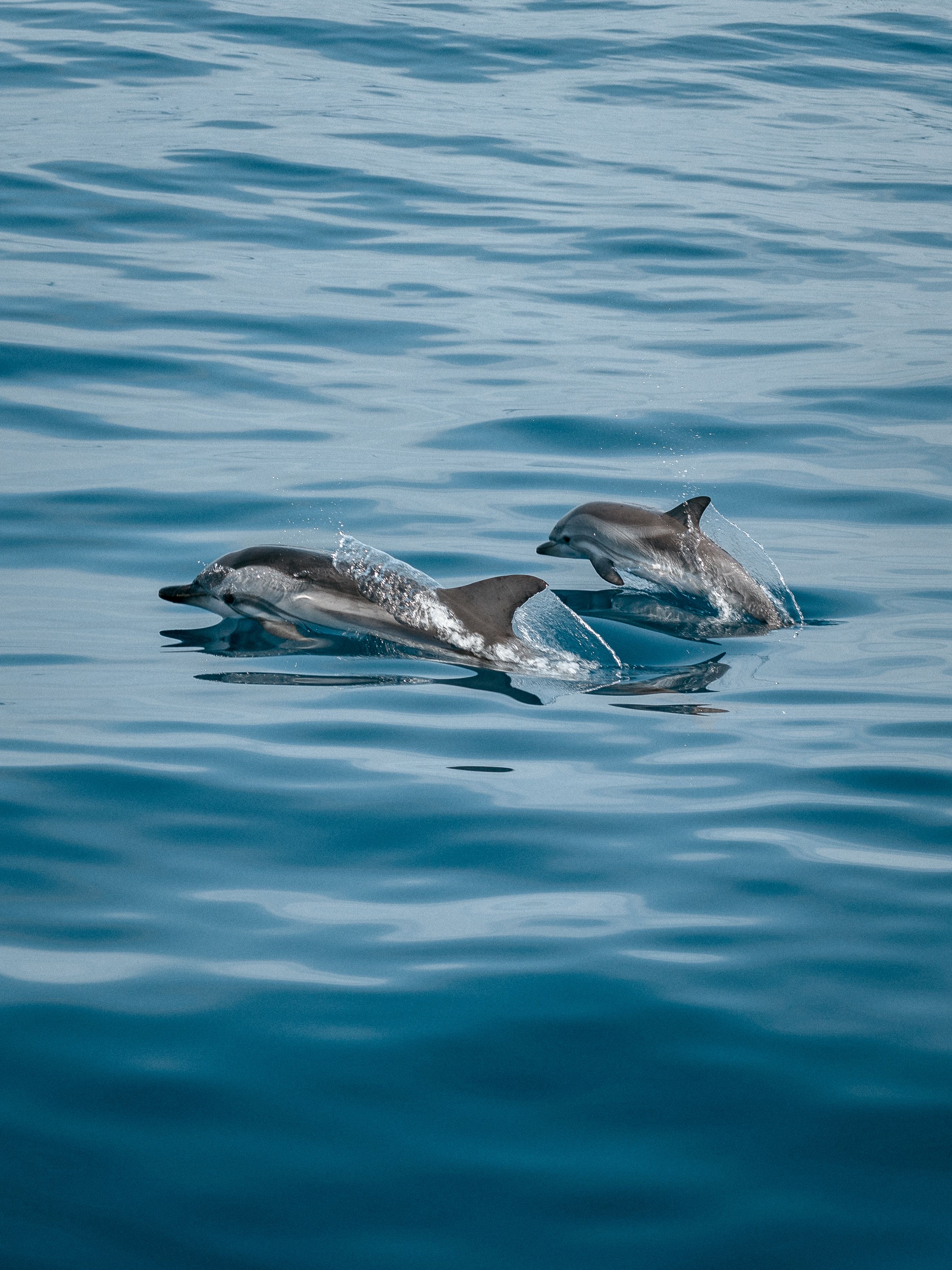 Dolphin Sunset Cruise